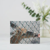 鹿大切- ポストカード (スタンド正面)