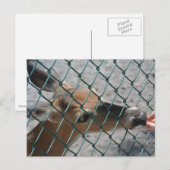 鹿大切- ポストカード (正面/裏面)