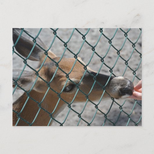 鹿大切- ポストカード (正面)