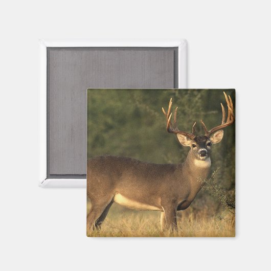 鹿磁石 マグネット (正面/裏面)