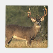 鹿磁石 マグネット (正面)