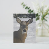 鹿頭 ポストカード (スタンド正面)