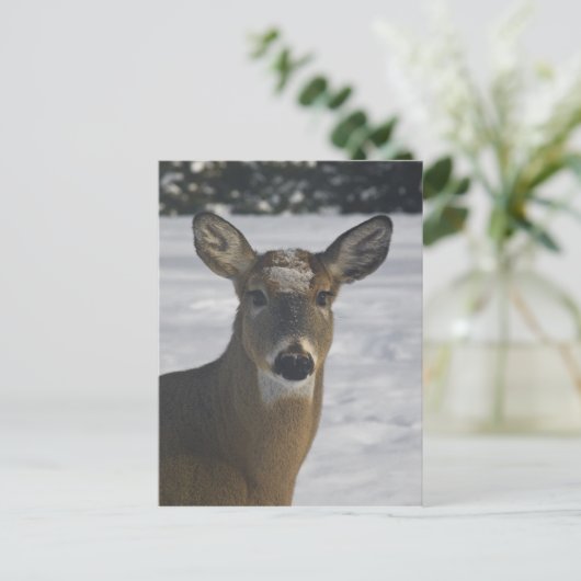 鹿頭 ポストカード (スタンド正面)