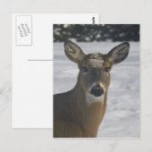 鹿頭 ポストカード (正面/裏面)