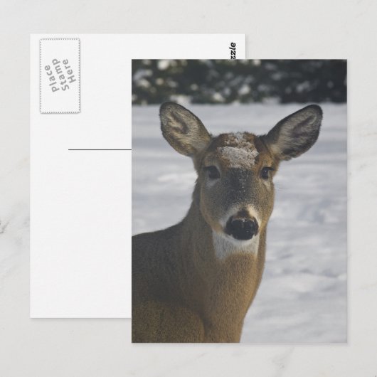 鹿頭 ポストカード (正面/裏面)