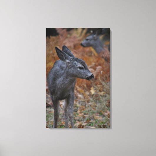 鹿1 – 私のベビー愛！ キャンバスプリント (正面)