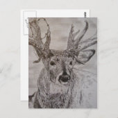 鹿2 ポストカード (正面/裏面)