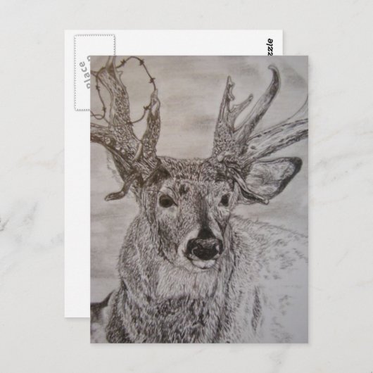 鹿2 ポストカード (正面/裏面)