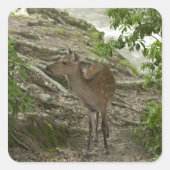 鹿 スクエアシール (正面)