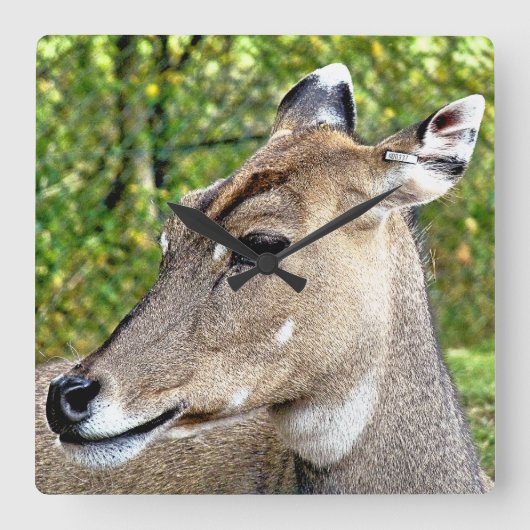 鹿 スクエア壁時計 (正面)