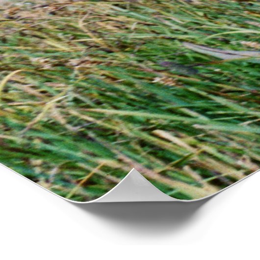 鹿 ポスター (角)