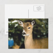 鹿 ポストカード (正面/裏面)