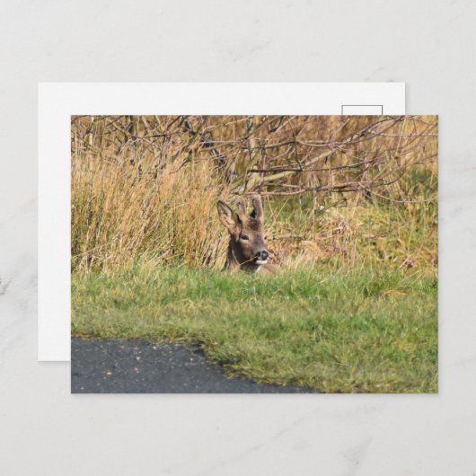 鹿 ポストカード (正面/裏面)