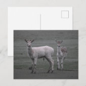 鹿 ポストカード (正面/裏面)