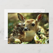 鹿 ポストカード (正面/裏面)