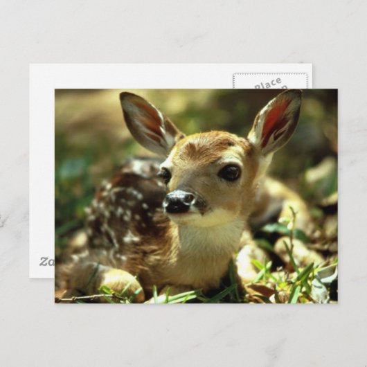 鹿 ポストカード (正面/裏面)