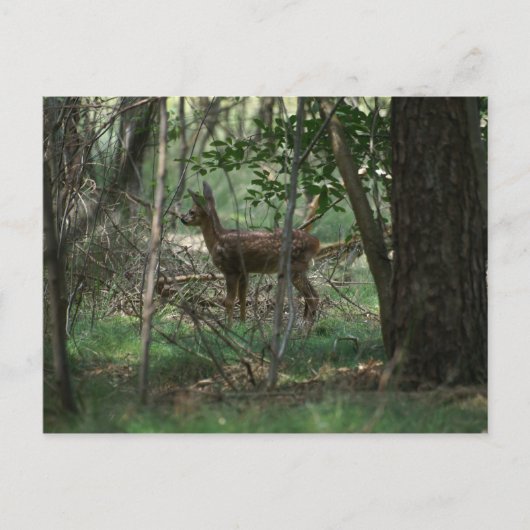 鹿 ポストカード (正面)