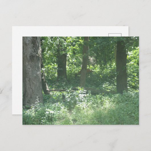 鹿 ポストカード (正面/裏面)