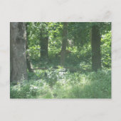 鹿 ポストカード (正面)