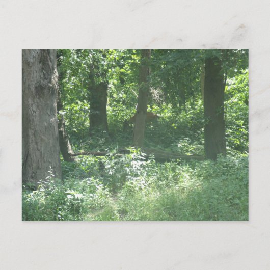 鹿 ポストカード (正面)