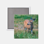 鹿 マグネット (正面/裏面)