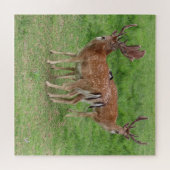 鹿、野外で鹿を休ませる ジグソーパズル (横)