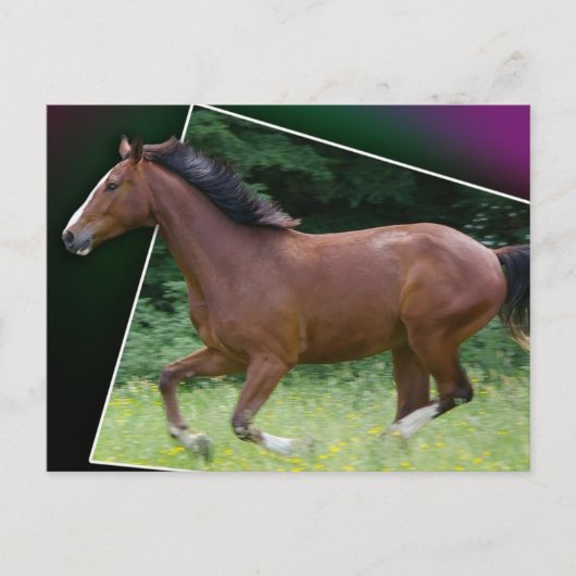 麗しい馬の郵便はがき ポストカード (正面)