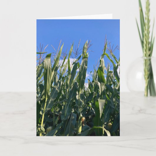 麦の茎の空白 サンキューカード (正面)