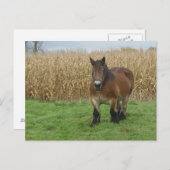 麦荷車を引く畑の前に立つベルギーの馬 ポストカード (正面/裏面)