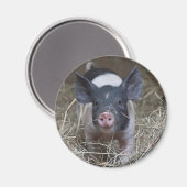麦藁に入った子豚 マグネット (正面/裏面)