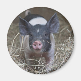 麦藁に入った子豚 マグネット