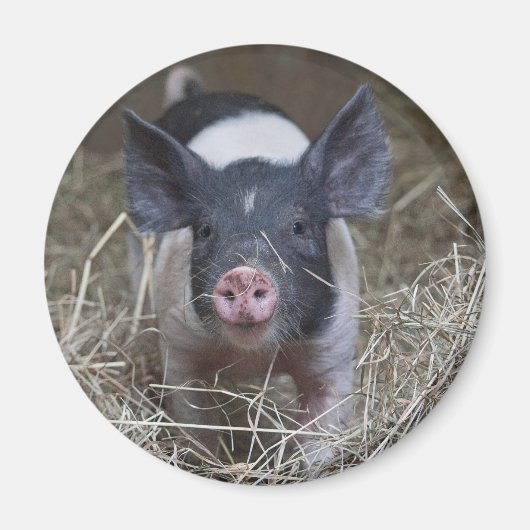 麦藁に入った子豚 マグネット (正面)