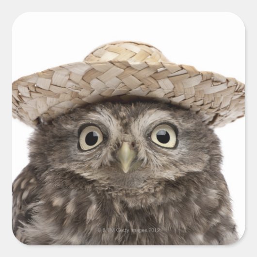 麦藁帽子をかぶったリトルフクロウ – Athene noctua スクエアシール (正面)