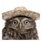 麦藁帽子をかぶったリトルフクロウ – Athene noctua