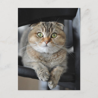 麺 ポストカード