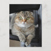 麺 ポストカード (正面)