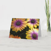 黄および紫のアフリカデイジー カード (正面)