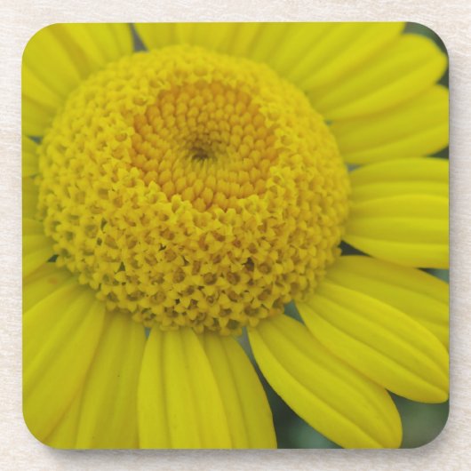 黄かわいらしマーグエライト角紙コースター コースター (正面)