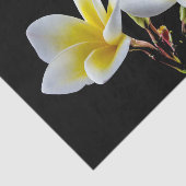 黄かわいらし色プルメリアフローラ写真 薄葉紙 (詳細)