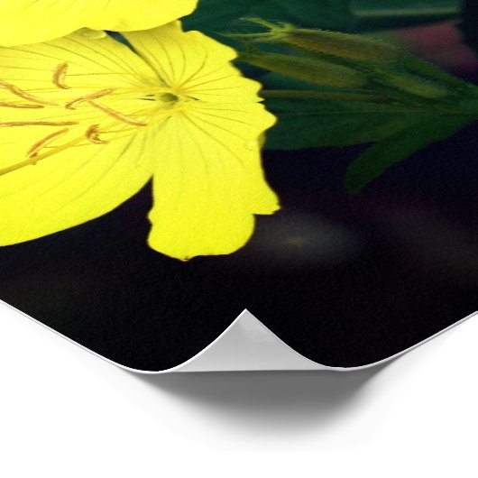 黄かわいらし色野ゼラニウム花 ポスター (角)