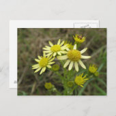 黄かわいらし色野草葉書 ポストカード (正面/裏面)