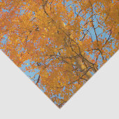 黄かわいらし色《植物》アスペンの木の写真 薄葉紙 (詳細)