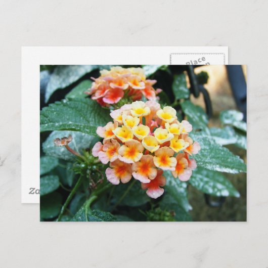 黄とオレンジのランタナ ポストカード (正面/裏面)