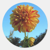 黄と赤のダリア·ステッカー ラウンドシール (正面)