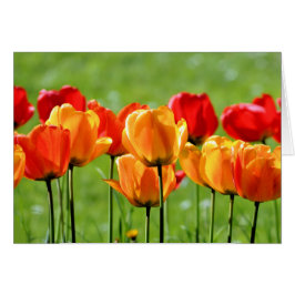 黄と赤のチューリップ