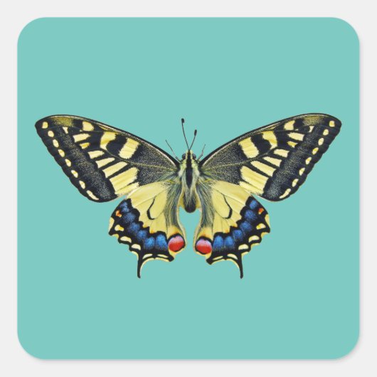 黄と黒 スクエアシール (正面)