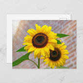 黄ひまわり最高のの写真 ポストカード (正面/裏面)