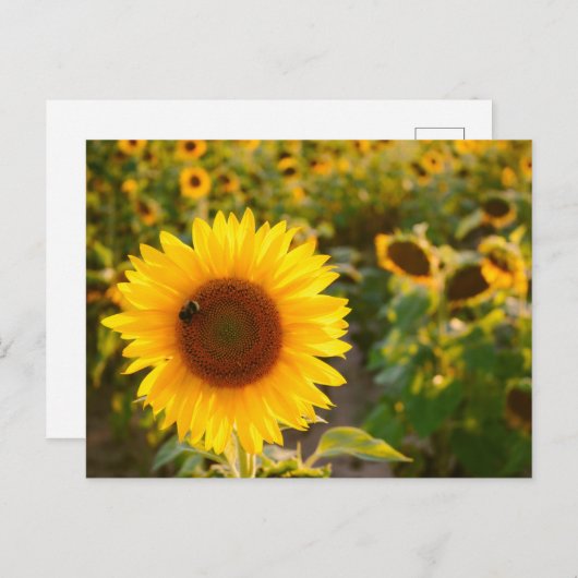 黄ひまわり最高のの写真 ポストカード (正面/裏面)