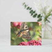 黄アゲハチョウ蝶 ポストカード (スタンド正面)
