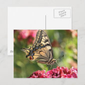 黄アゲハチョウ蝶 ポストカード (正面/裏面)